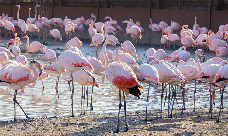 risk for flamingos in chile because of lithium mining