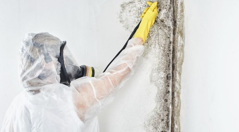 mold removal vs. mold remediation: understanding the difference