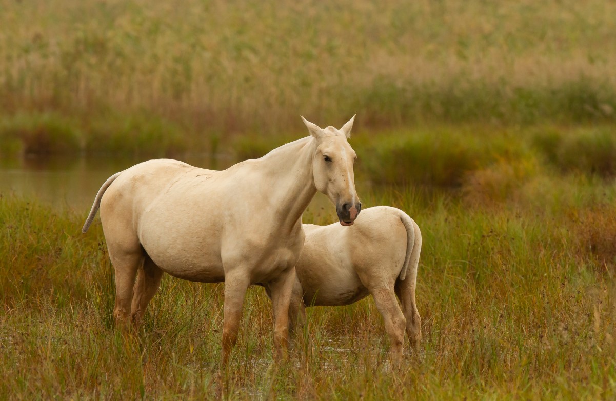 how to choose the right joint supplement for your horse