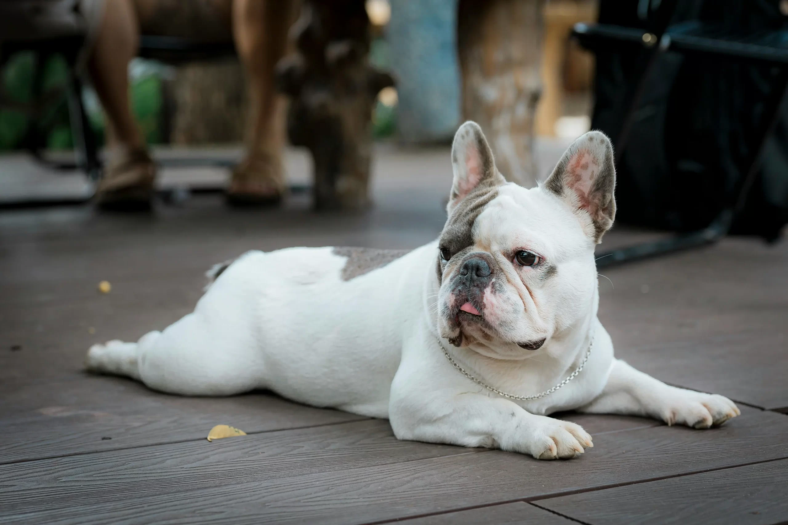 5 signs your dog might be suffering from joint pain