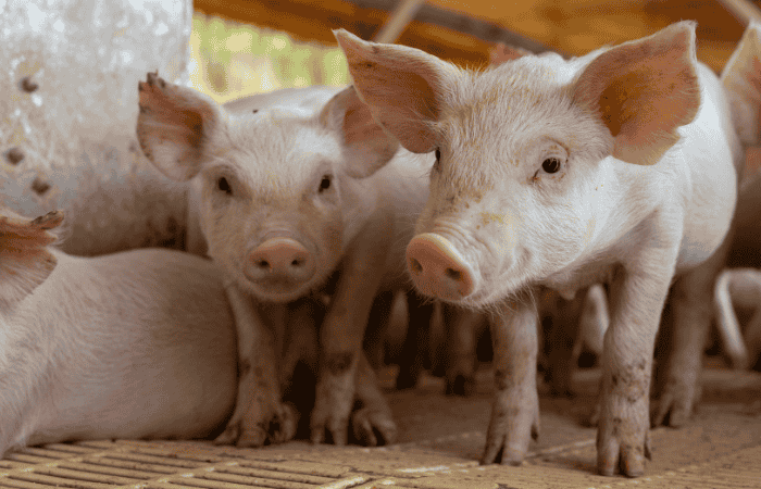 how to spot joint issues in pigs and support them with supplements