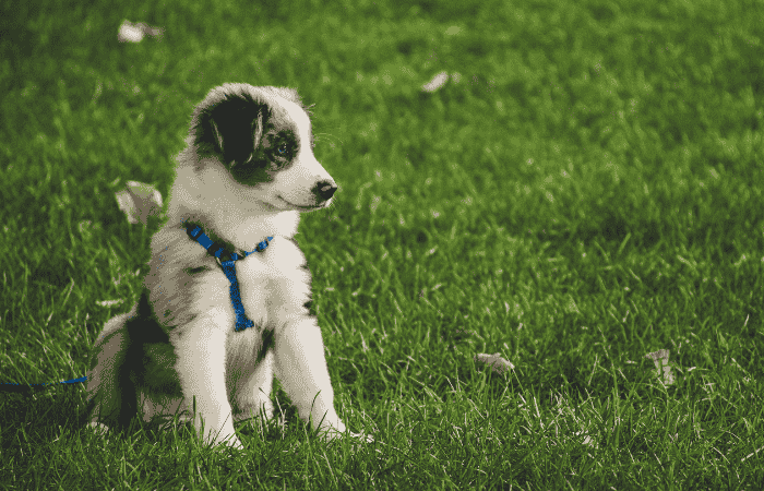 how to choose the right supplement for senior dogs with hip pain