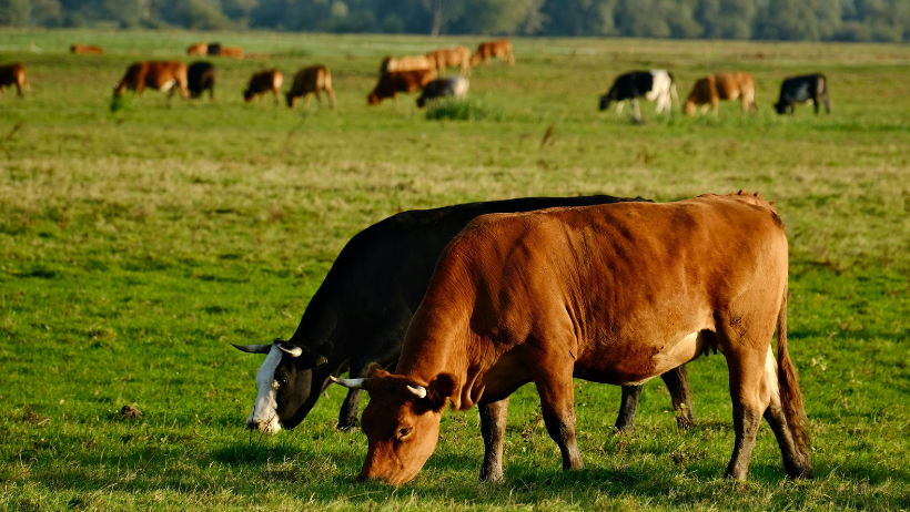 how ageing impacts joint flexibility and movement in cattle